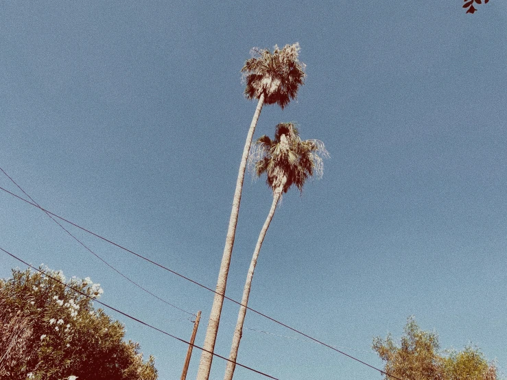 the tall palm trees are against the blue sky