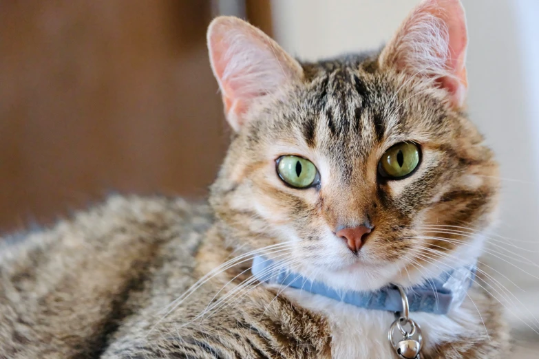 a cat with a blue collar and green eyes