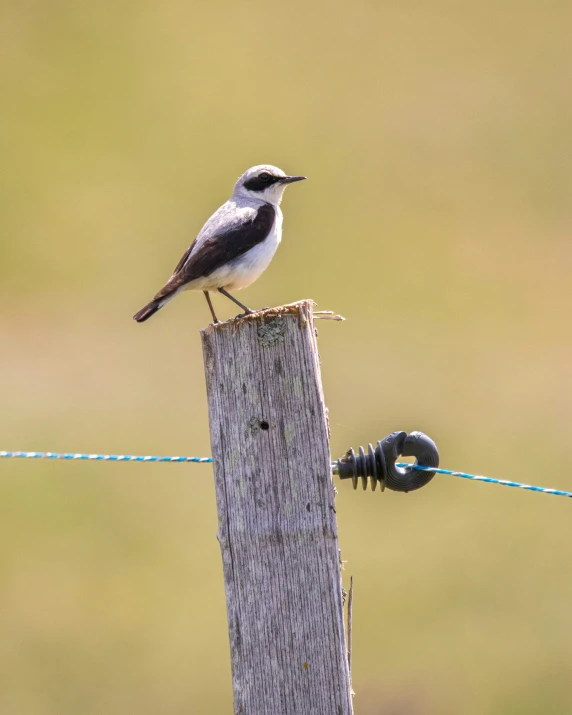 there is a small bird on top of a fence post