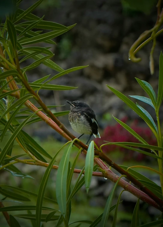 a small bird perched on a nch in a tree