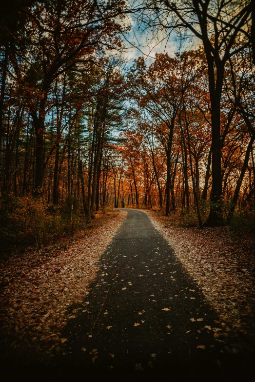 long empty road surrounded by trees in autumn