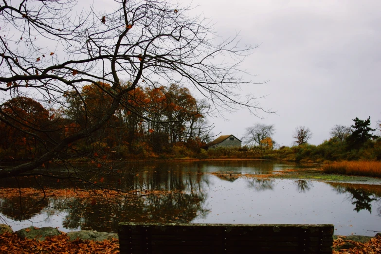 a lake sitting next to a forest filled with lots of trees