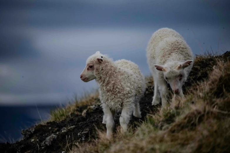 two young sheep standing on a rocky mountain top