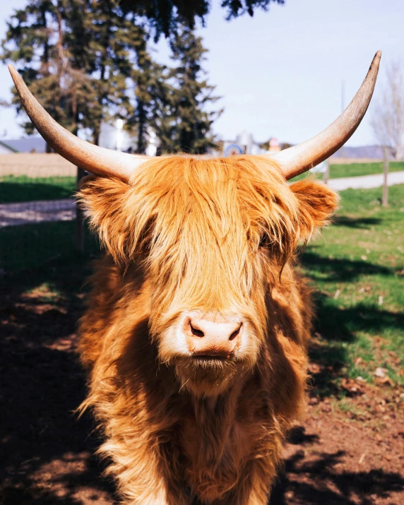 a close up of a cow with very long horns