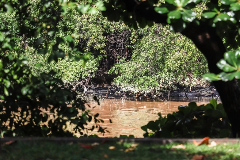 an animal crossing a river in a park