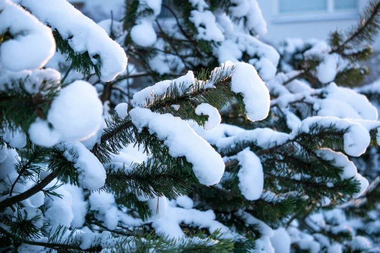 snow is on the pine nches during a sunny day