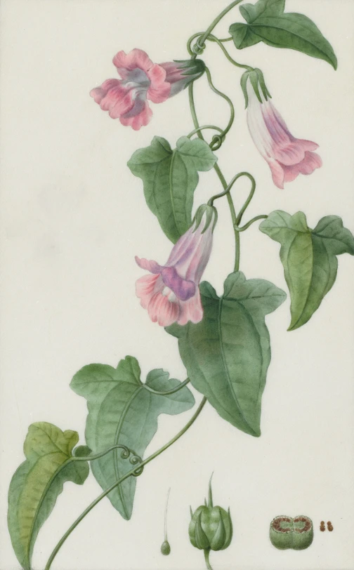 painting of an orchid with buds and leaves