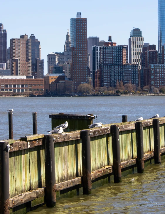 a seagull sitting on a rail next to a lake with city in the background