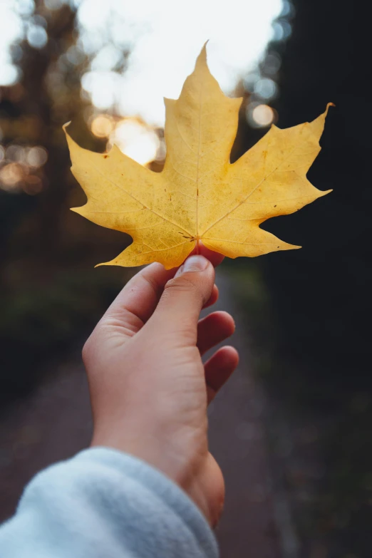 a leaf in the middle of a hand