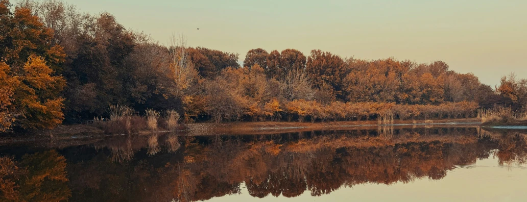 several trees on either side of a river