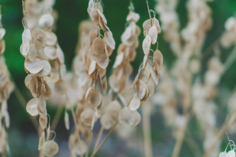 closeup of dried flowers on a plant