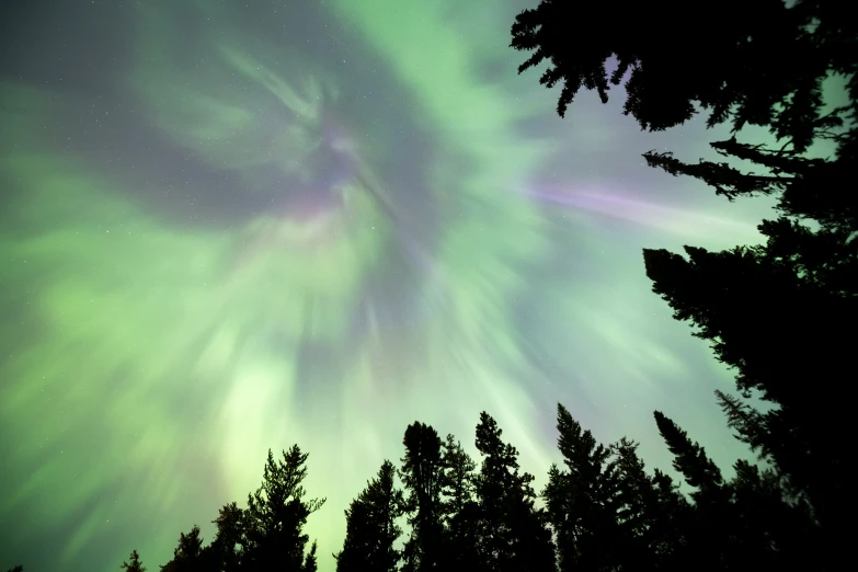 the auroral lights on the night sky as seen through the trees