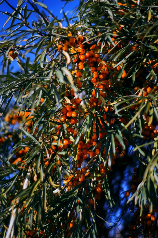 orange berries are hanging on a large tree