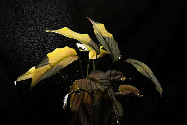 a yellow flower is growing out of a vase with water droplets