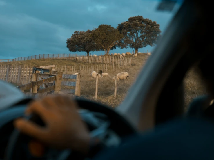 there are many sheep that are standing near a wooden fence