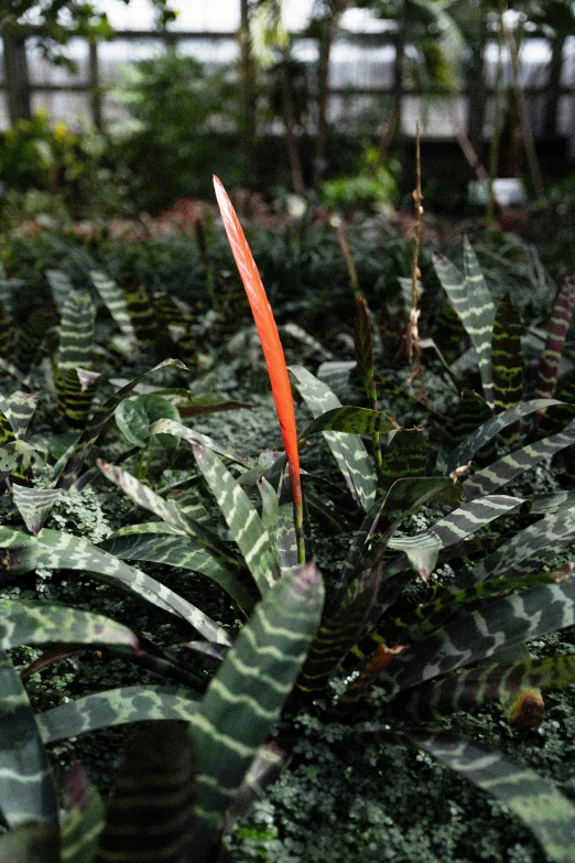 a very big pretty leafy plant with lots of green leaves