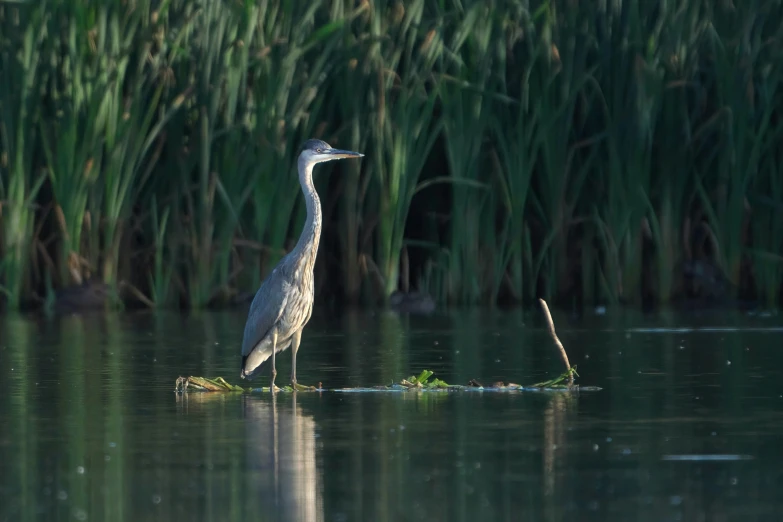 a white bird is standing on top of a rock in a body of water