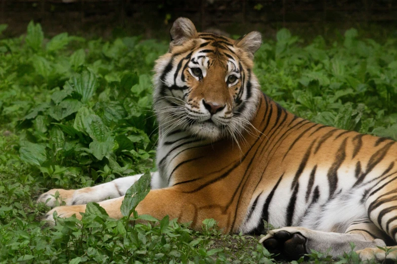 a tiger is sitting in a grassy area