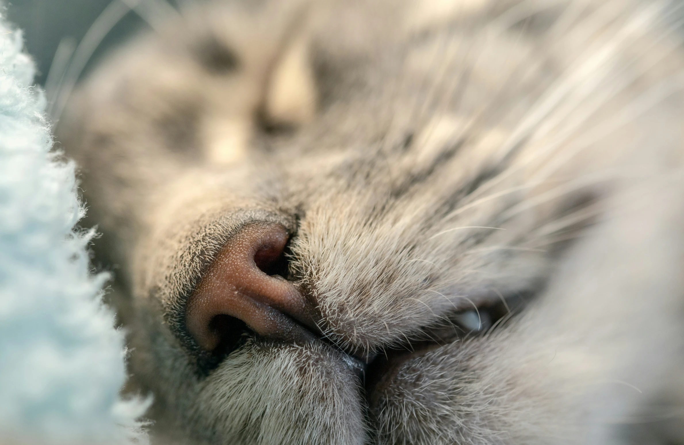 a cat snuggling on its side while sleeping