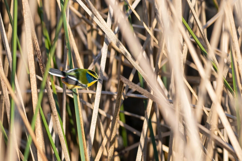 a colorful bird sitting on top of tall brown grass