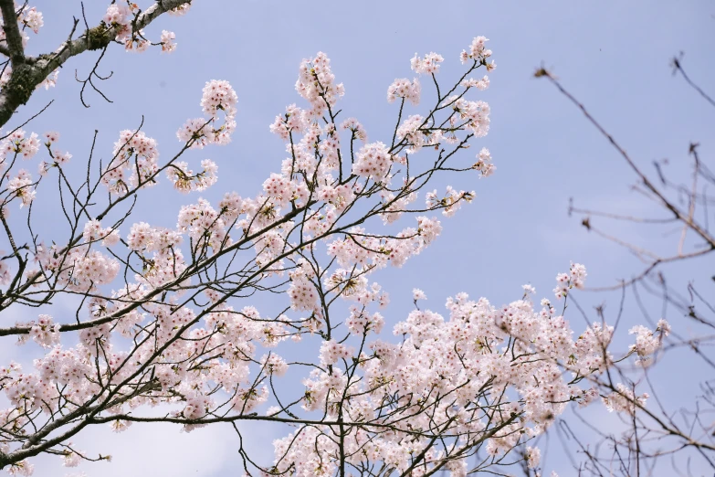 the nches of several flowers are blooming against a blue sky