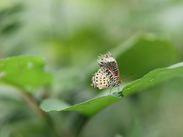 a bird with small feathers perched on green leaf