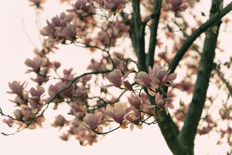 the small tree is blooming in full bloom