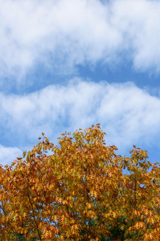 the sky is full of clouds as there are yellow trees