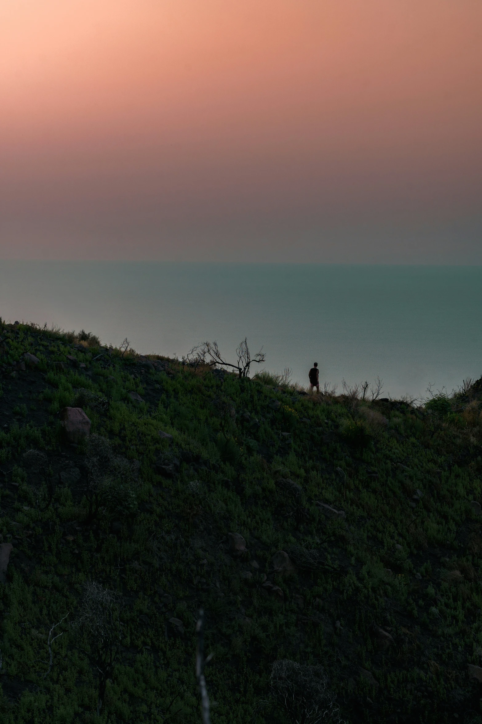 a lone animal standing on top of a hill at sunset