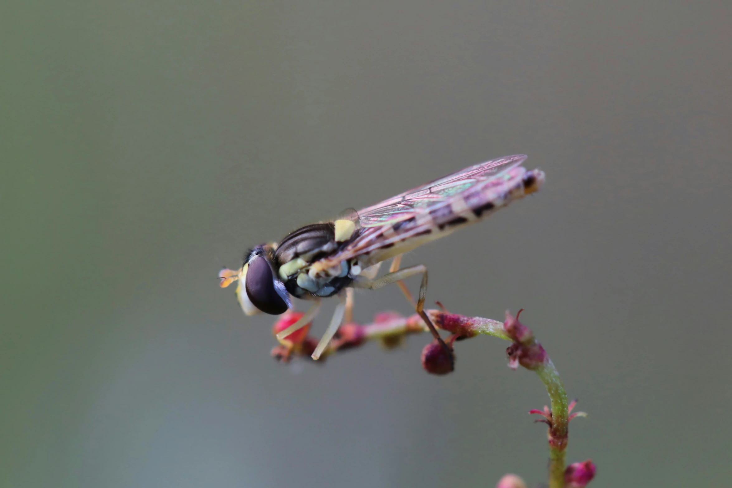 there is a purple insect sitting on some red flowers