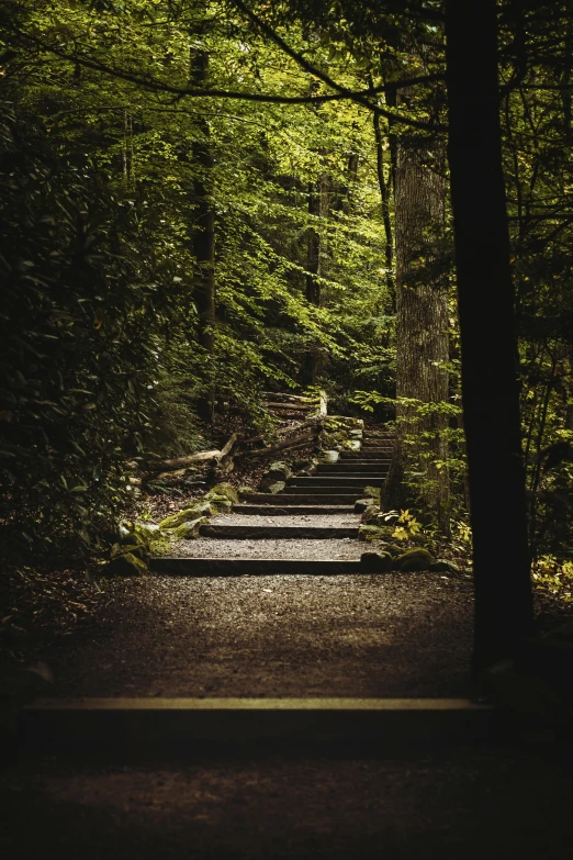 path through lush green forest with bright light