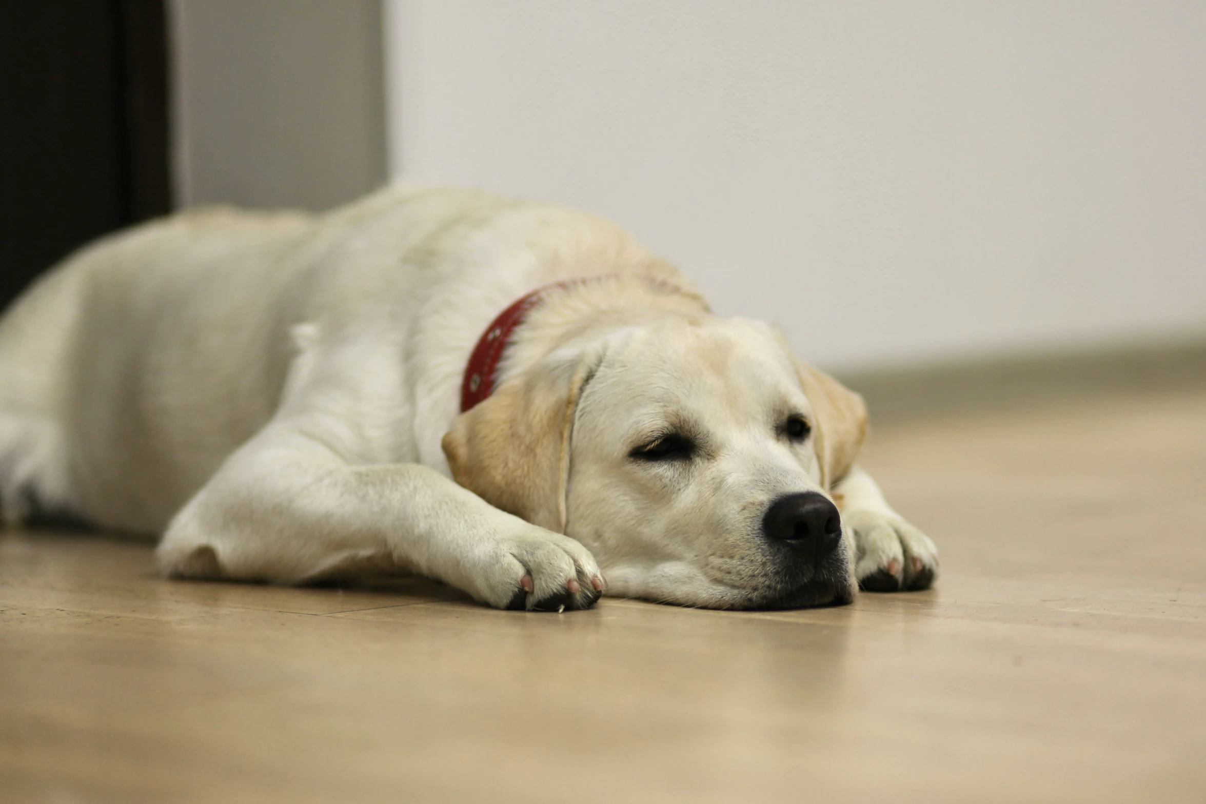 there is a white dog laying on the floor