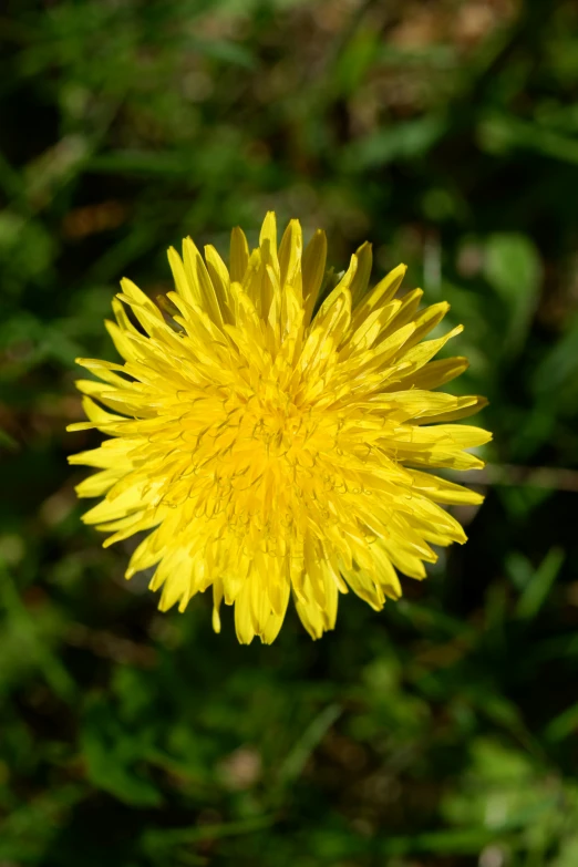 a close up picture of a dandelion flower