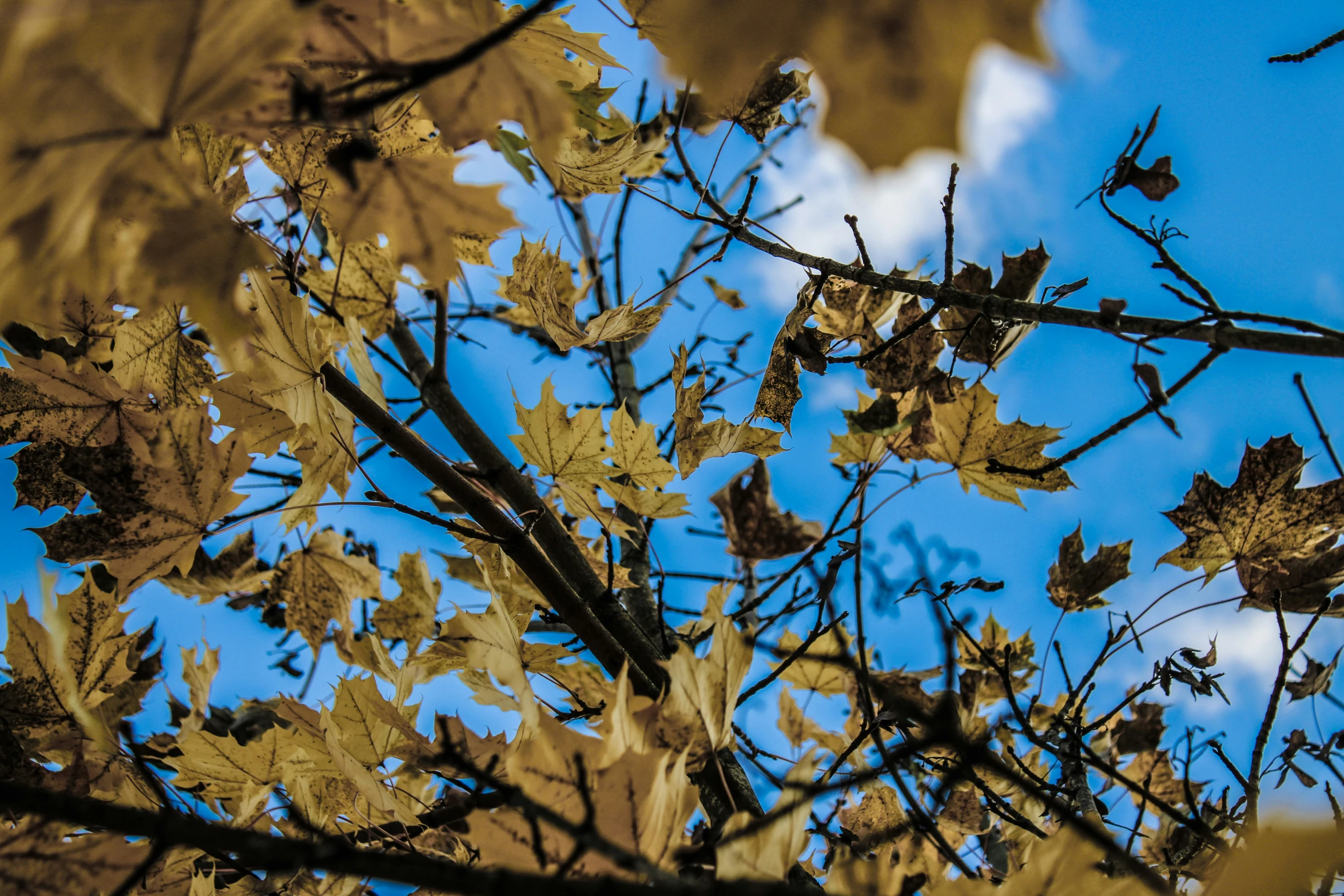 the leaves on the tree look like they have come in autumn