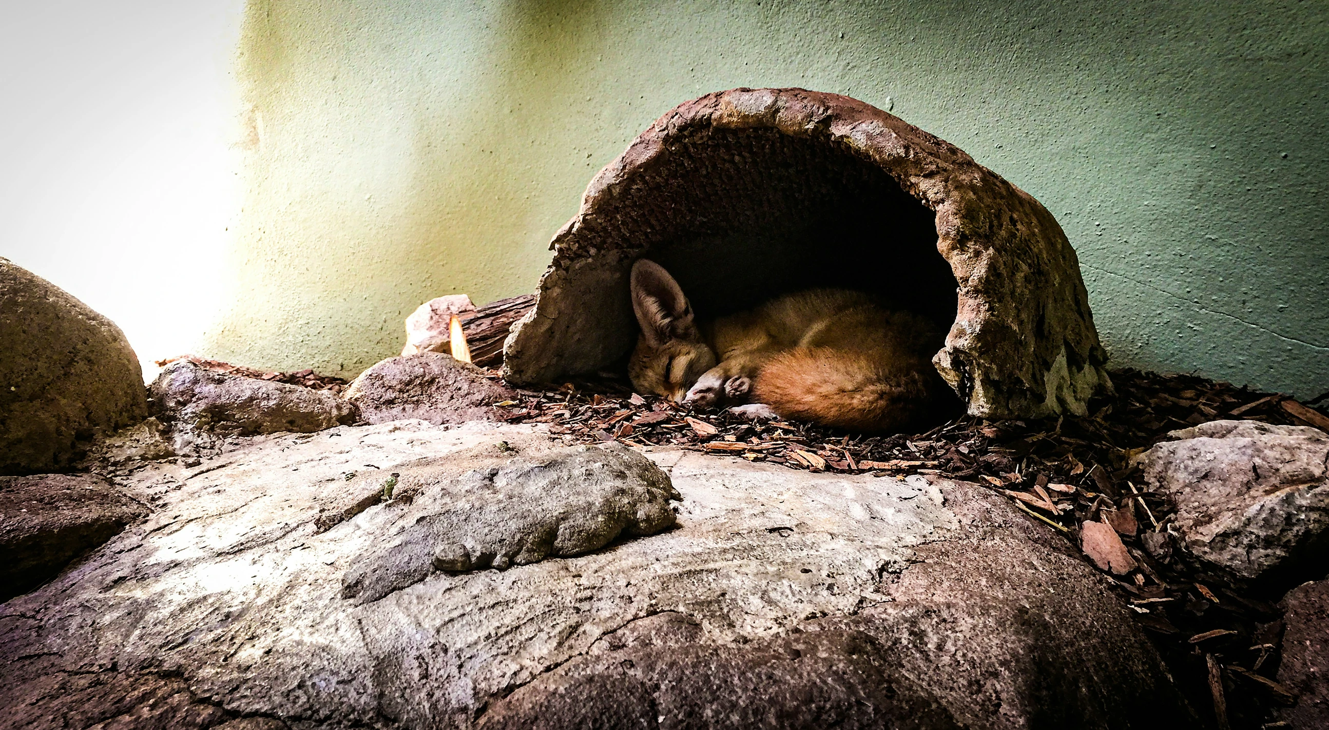 a large animal is laying inside of a cave