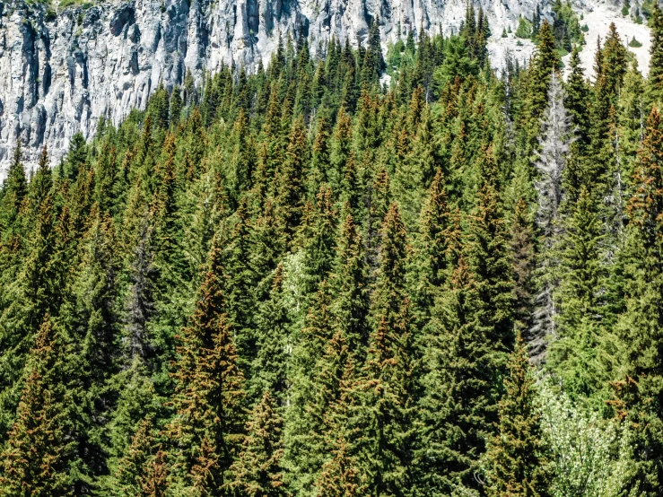 the bottom of the trees is surrounded by white cliffs