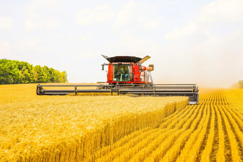 a big red combine of harvesting grain in the field