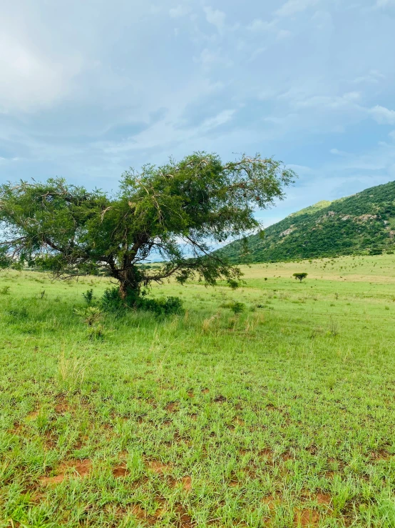 a field with green grass and a small tree in it