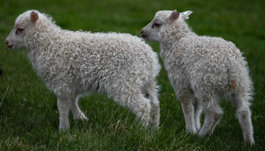 two sheep standing next to each other on a grass covered field