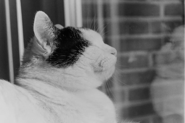 a cat stares into a window in a black and white po