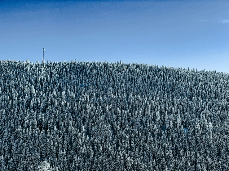 tall trees on a hill in winter, blue sky