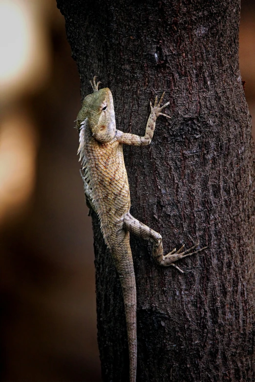 a lizard sitting on the back of a tree