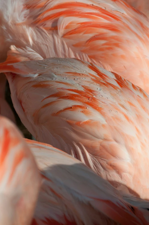 several pink flamingos are close up on the ground