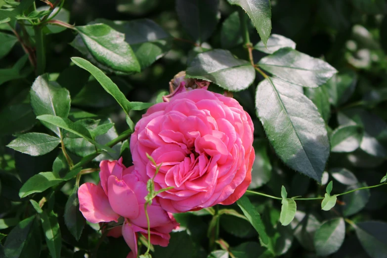 a flower in a garden with green leaves