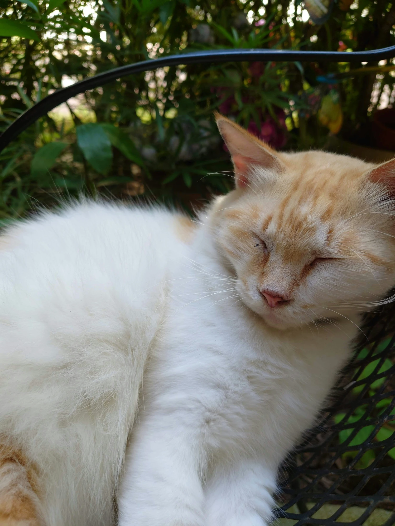 the orange and white cat is resting in the chair