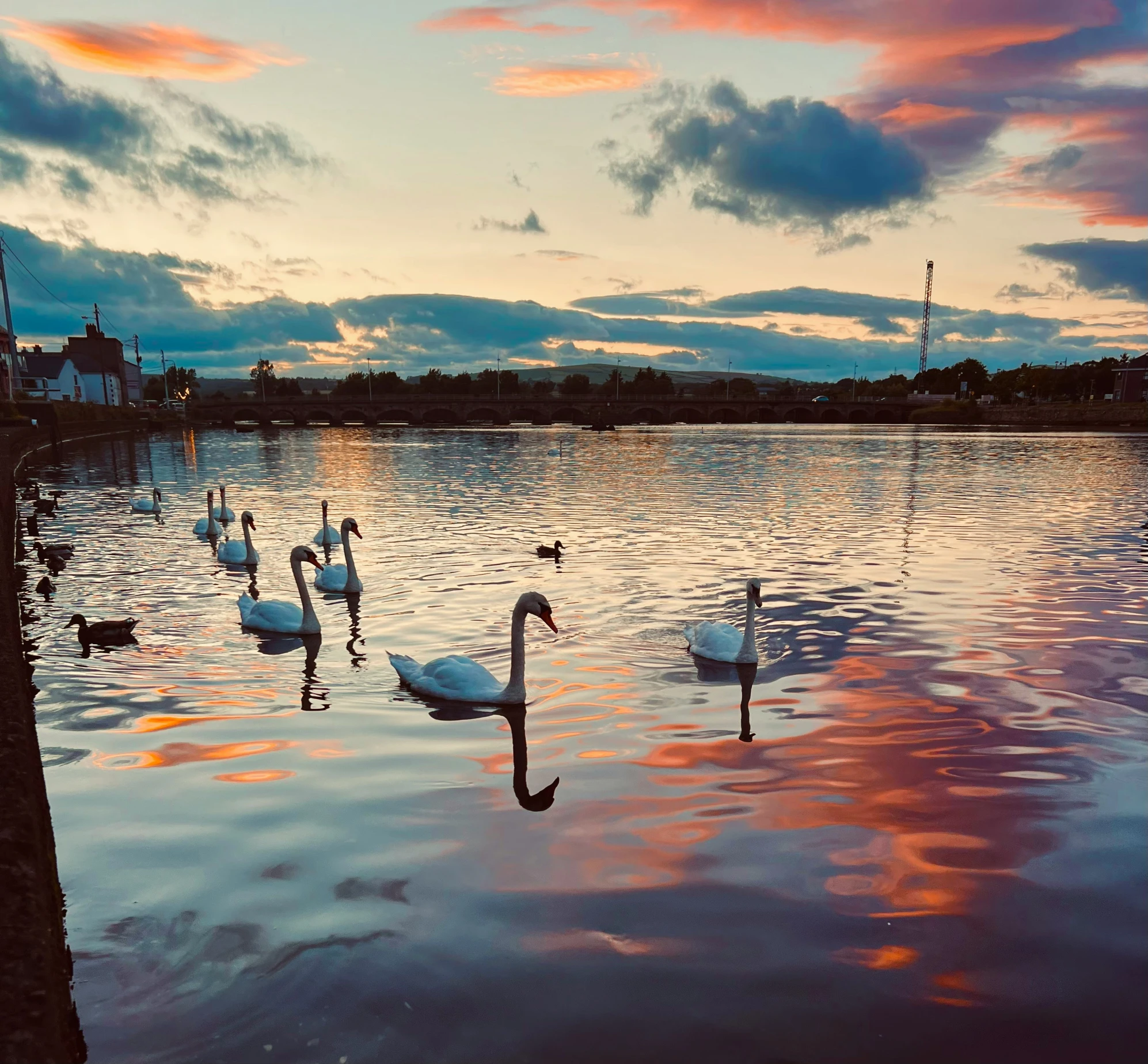 several swans floating on a lake at sunset