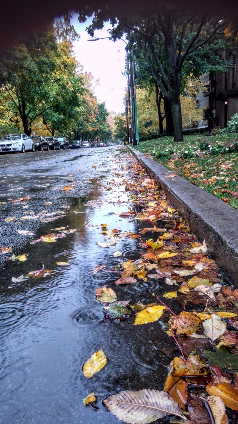 an image of a street with many leaves on the water