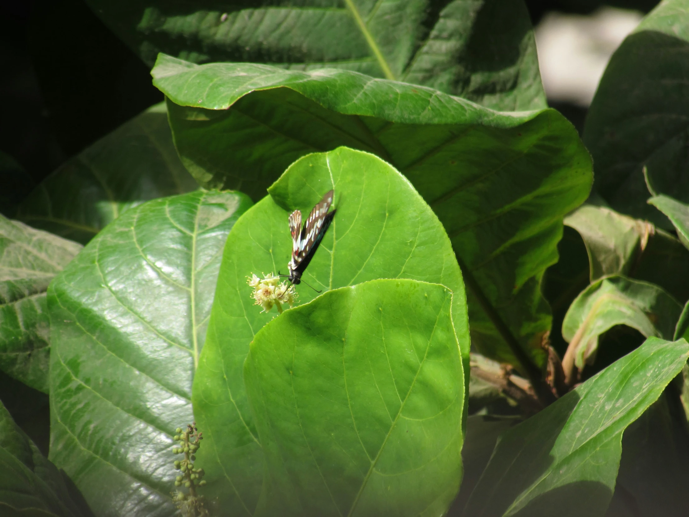 a bug on the leaf of a plant