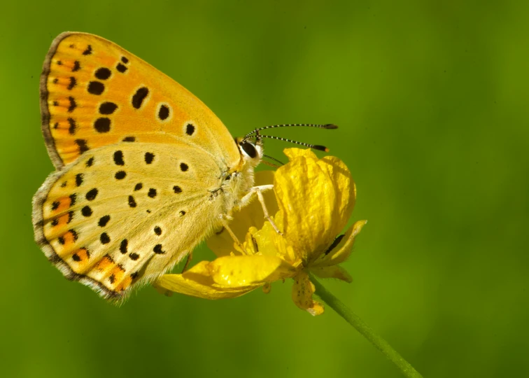the colorful erfly is resting on a yellow flower