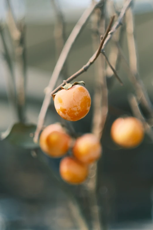 fruit hanging from tree nch in open area